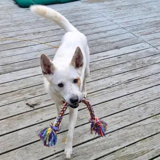 Juno