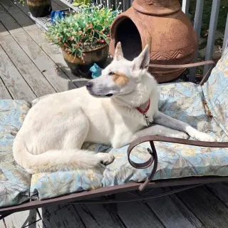 Juno