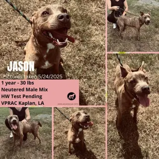 Jason - A Firecracker