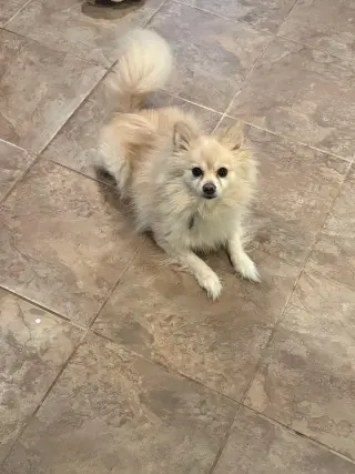 Milo and Watson