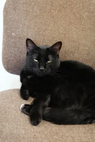 Ebony