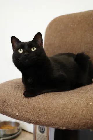 Ebony