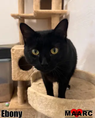 Ebony