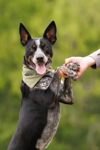 Matrix - Diamond Dog