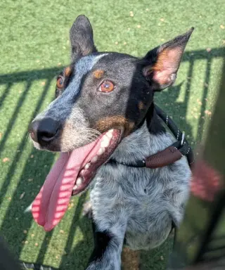 Matrix - Diamond Dog