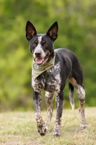 Matrix - Diamond Dog