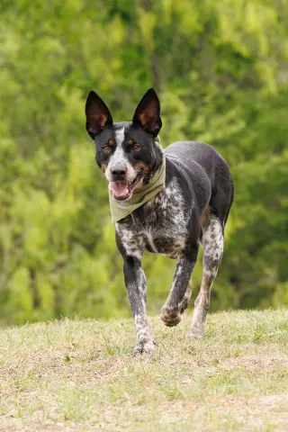 Matrix - Diamond Dog