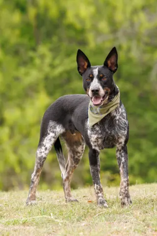 Matrix - Diamond Dog