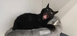 Thachery Binx
