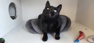 Thachery Binx