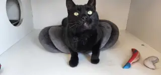 Thachery Binx