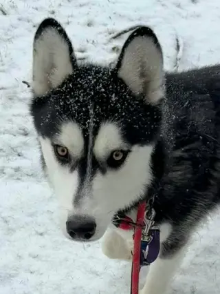 Nick