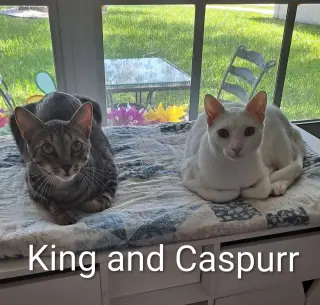 King (0910)