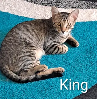 King (0910)