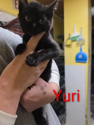 Yuri