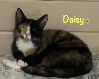 Daisy