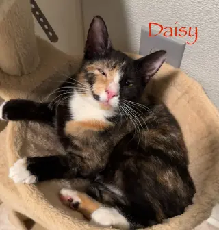 Daisy