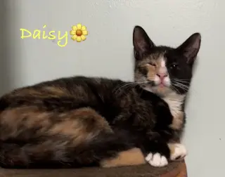 Daisy