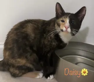 Daisy