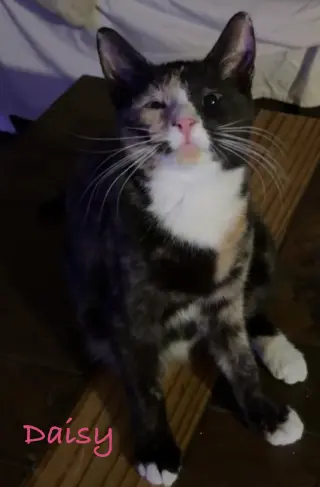 Daisy