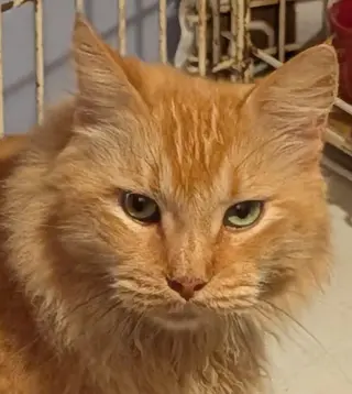 Dante