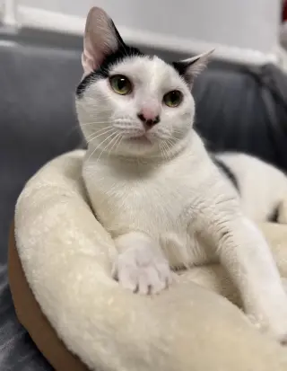Echo