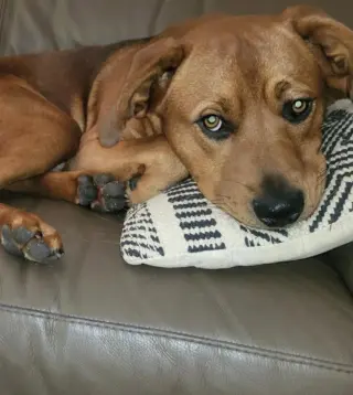 Charlie CL