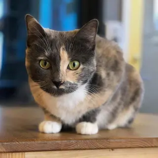Butterscotch