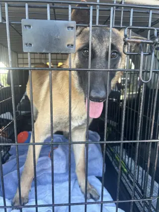 Foxy - Located in Georgia