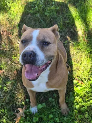 Brocho - A Total Sweetheart