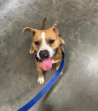 Brocho - A Total Sweetheart