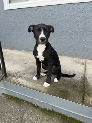 Oreo