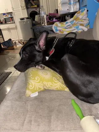 Oreo