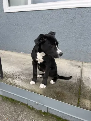 Oreo