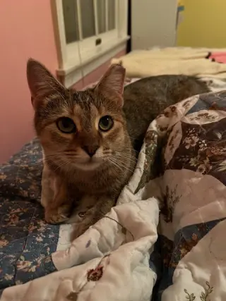 Cinnabon