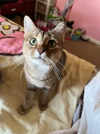 Cinnabon