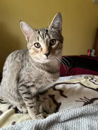 Trixter (bonded with Journey)