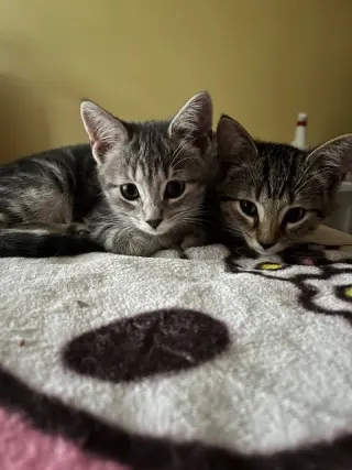 Trixter (bonded with Journey)