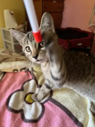 Trixter (bonded with Journey)