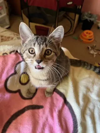 Trixter (bonded with Journey)