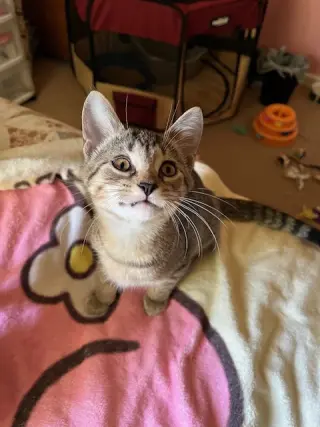 Trixter (bonded with Journey)