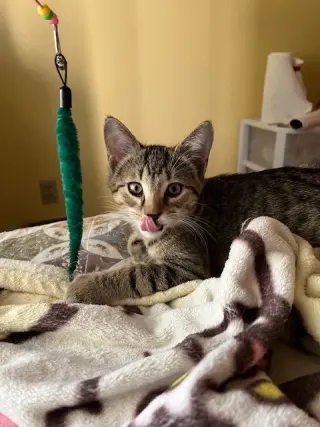 Trixter (bonded with Journey)