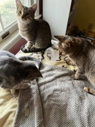 Trixter (bonded with Journey)