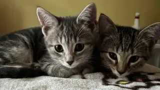 Journey (bonded with Trixter)