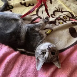 Journey (bonded with Trixter)