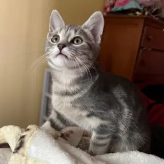 Journey (bonded with Trixter)