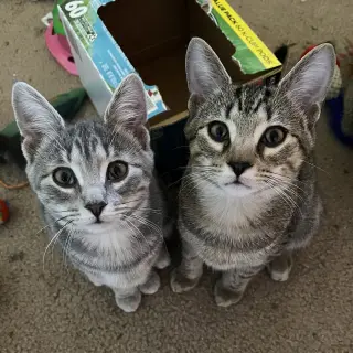 Journey (bonded with Trixter)
