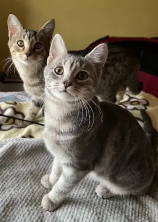 Journey (bonded with Trixter)