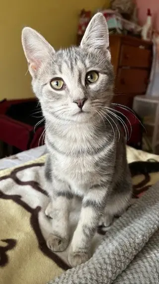 Journey (bonded with Trixter)