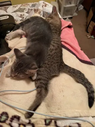 Journey (bonded with Trixter)